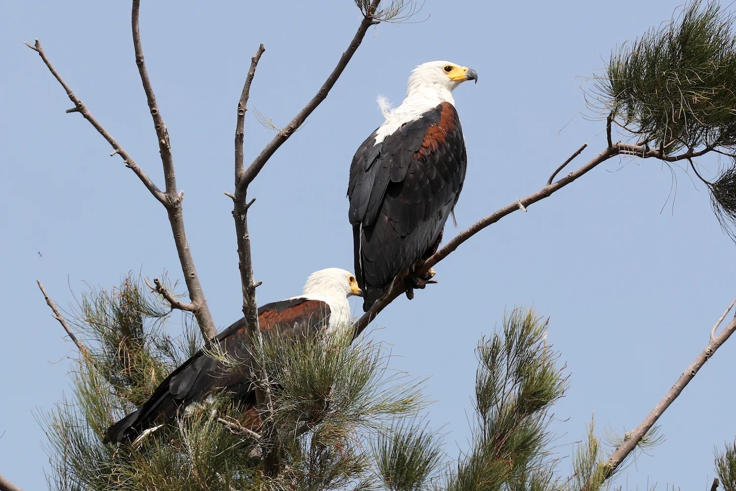 Camping Safari Historic North